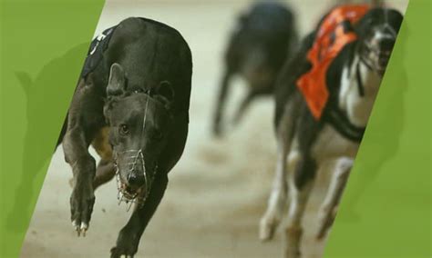 greyhounds betting promotions|Greyhound Racing Next Odds & Betting » Paddy Power™.